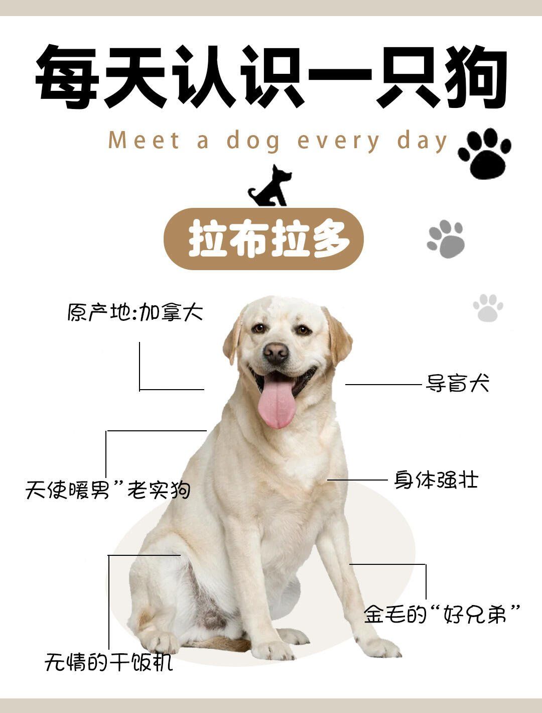 拉布拉多分几个系以及图片介绍