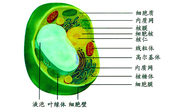 细胞质基质是干嘛的