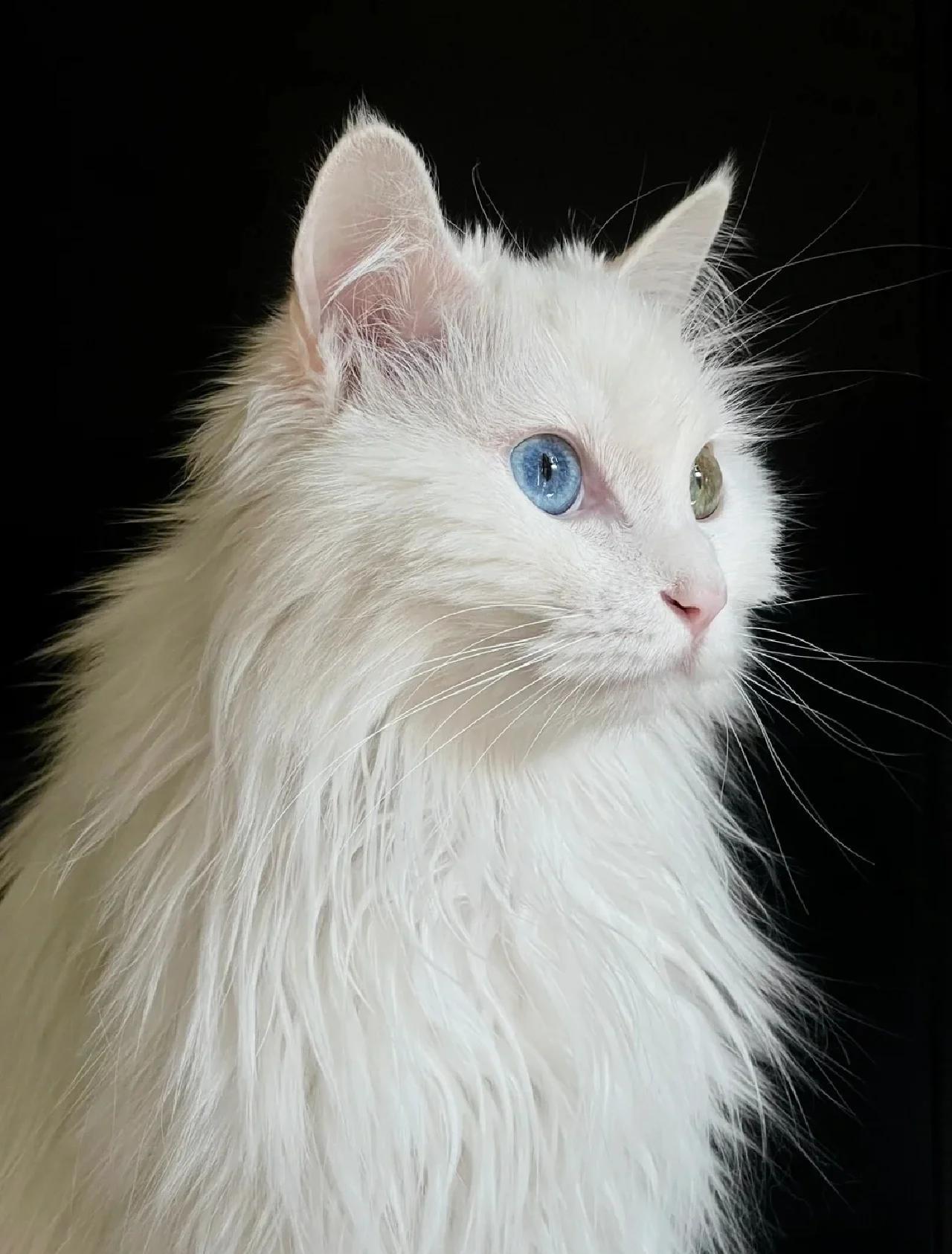 安哥拉猫与狮子猫的区别