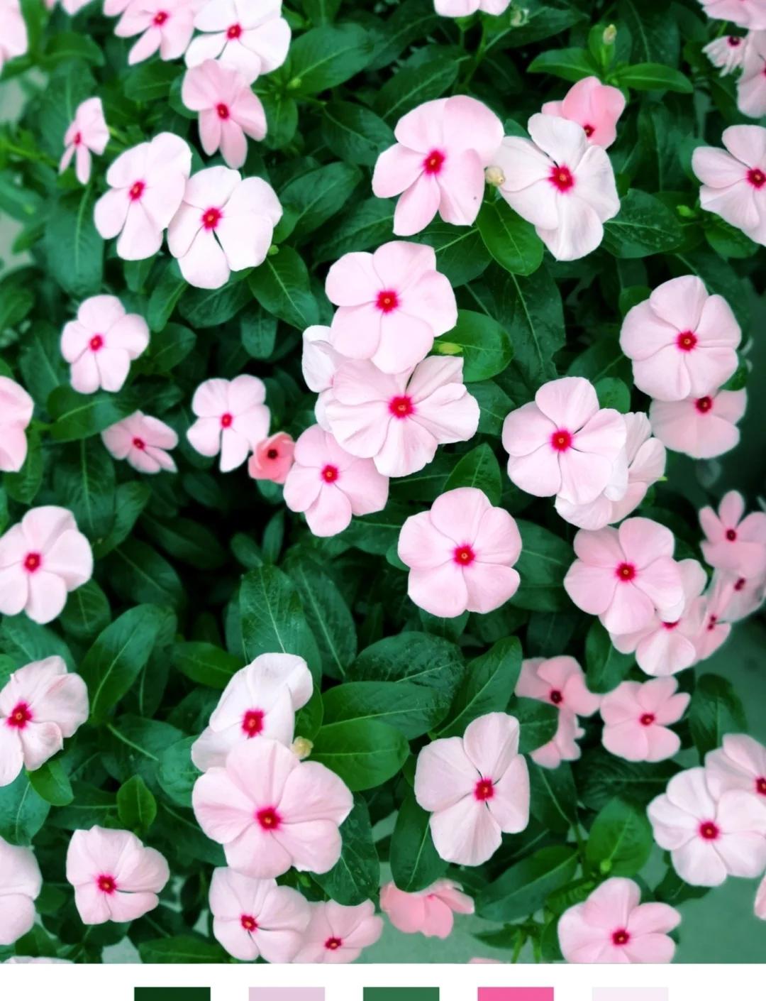 长春市市花为什么是君子兰