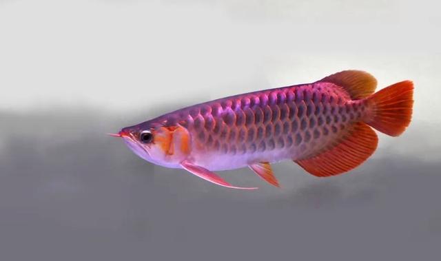 红金龙鱼价格258万