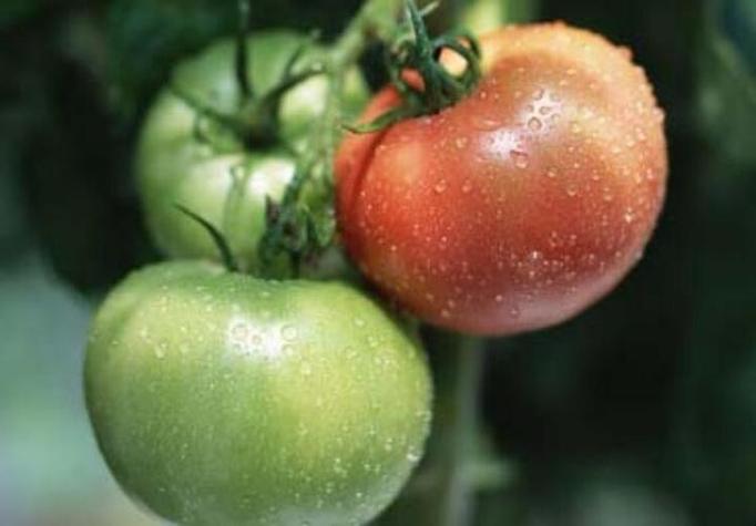 做梦梦到吃西红柿是什么预兆