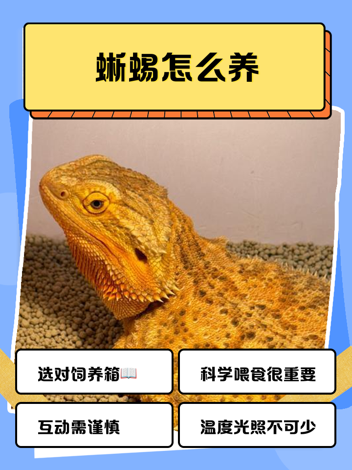 科莫多巨蜥的天敌爪哇虎