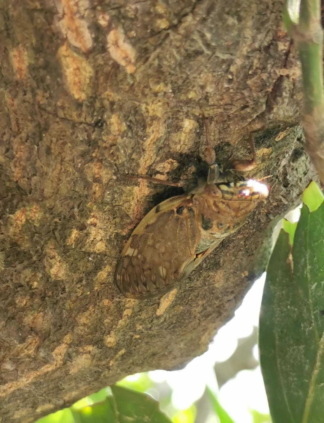 蟪蛄怎么读音正确