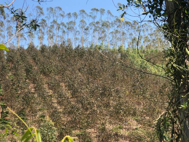 桉树对其他植物的危害