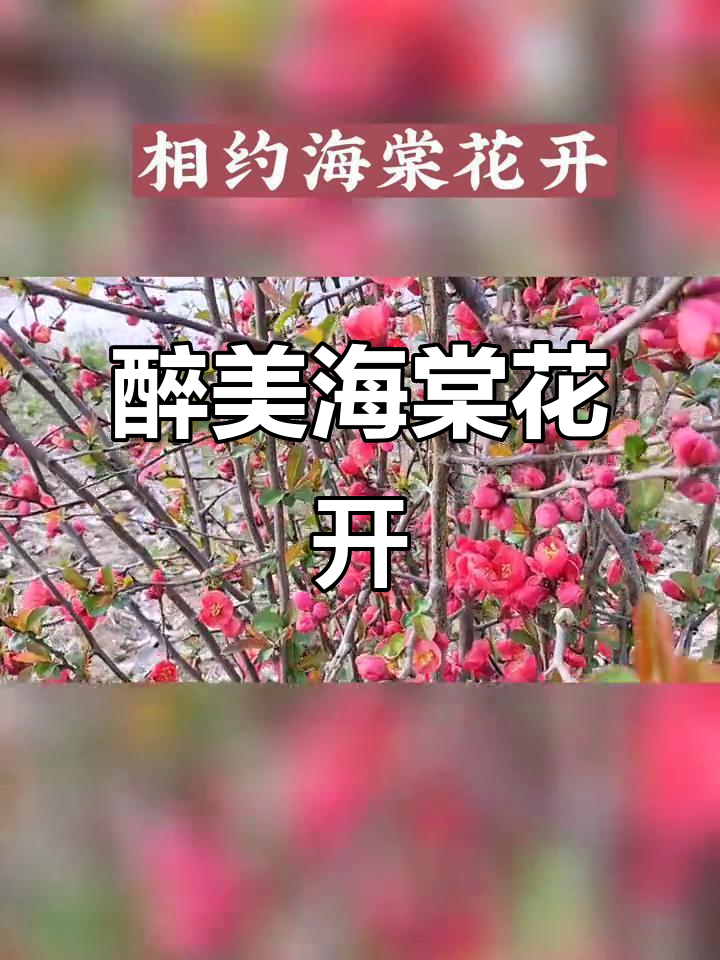 鲜花盛开扩写句子至少两处