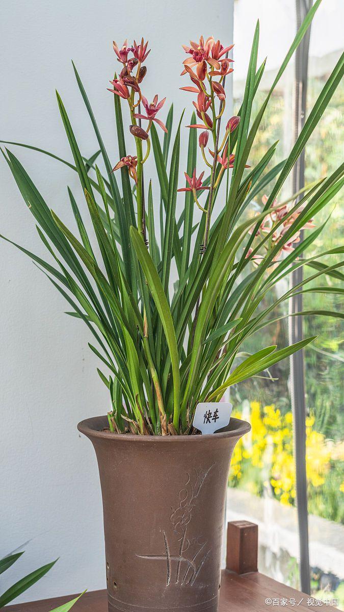 鸿运当头怎样浇水长得更旺盛