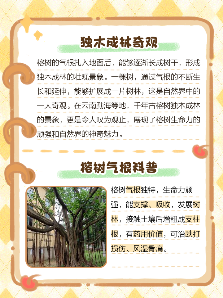 树根是什么植物