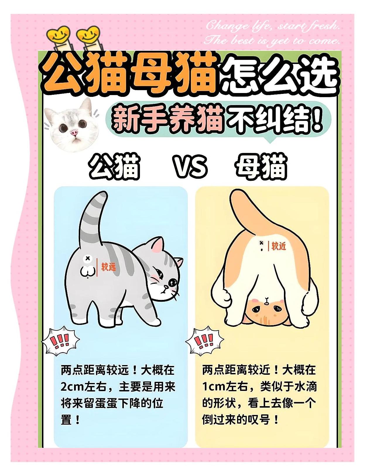 公猫母猫的辨别