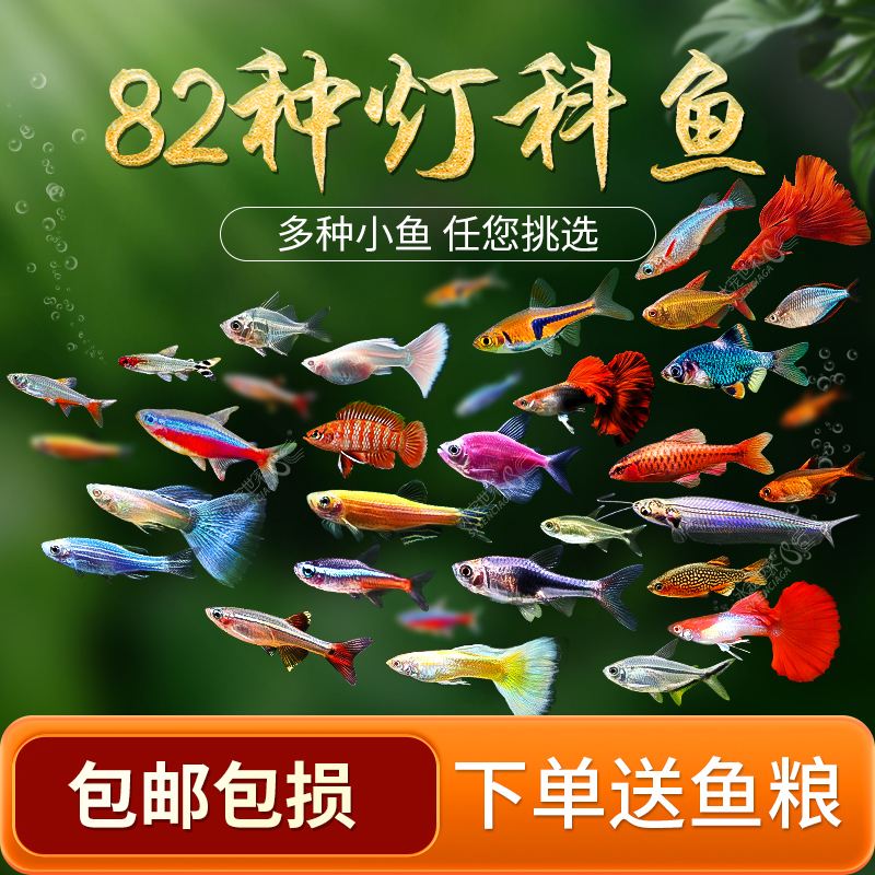 红绿灯鱼产卵是什么样子的