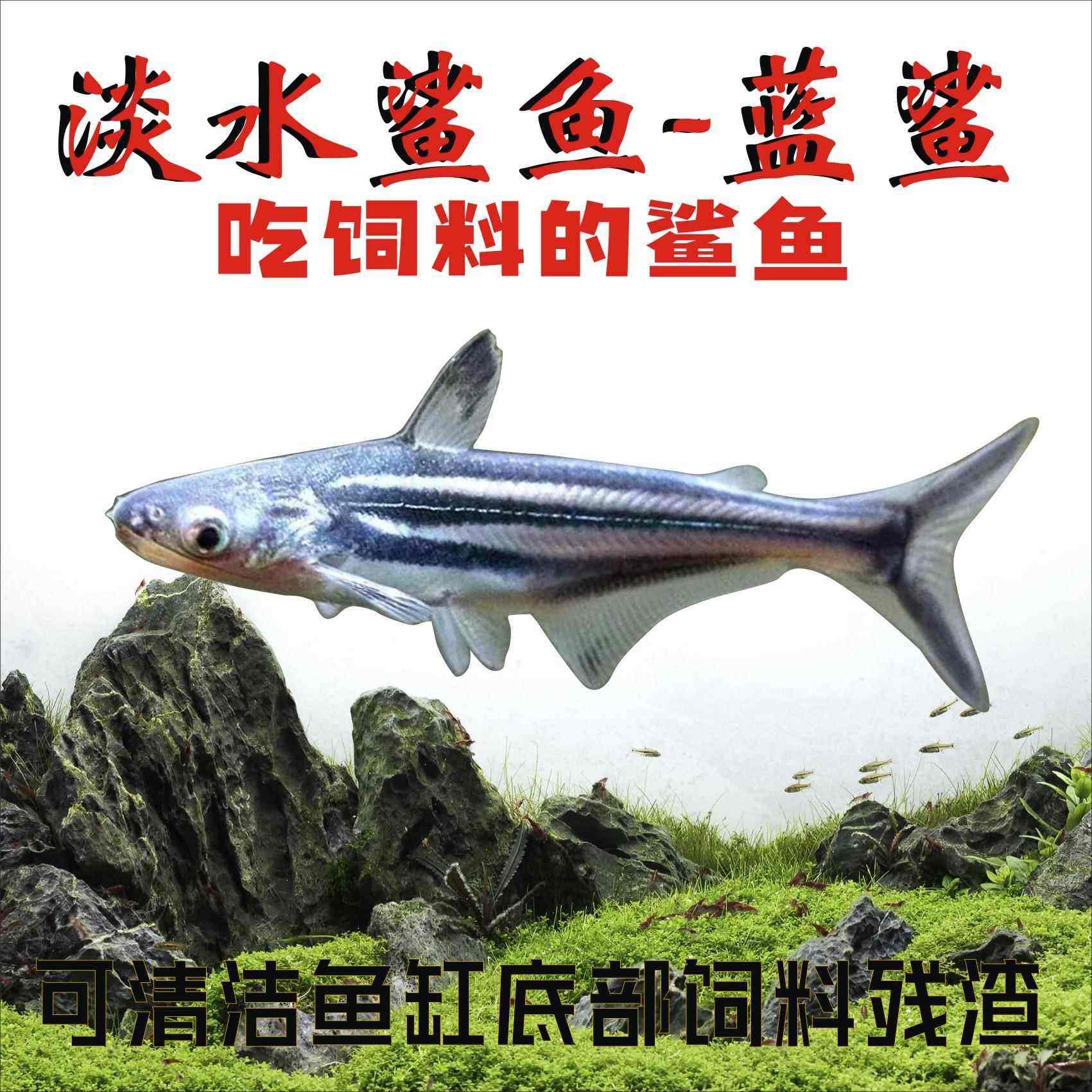 蓝鲨饲养注意事项