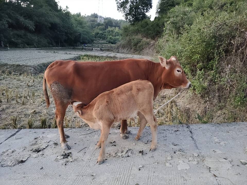 牛犊怎样喂才能长得快