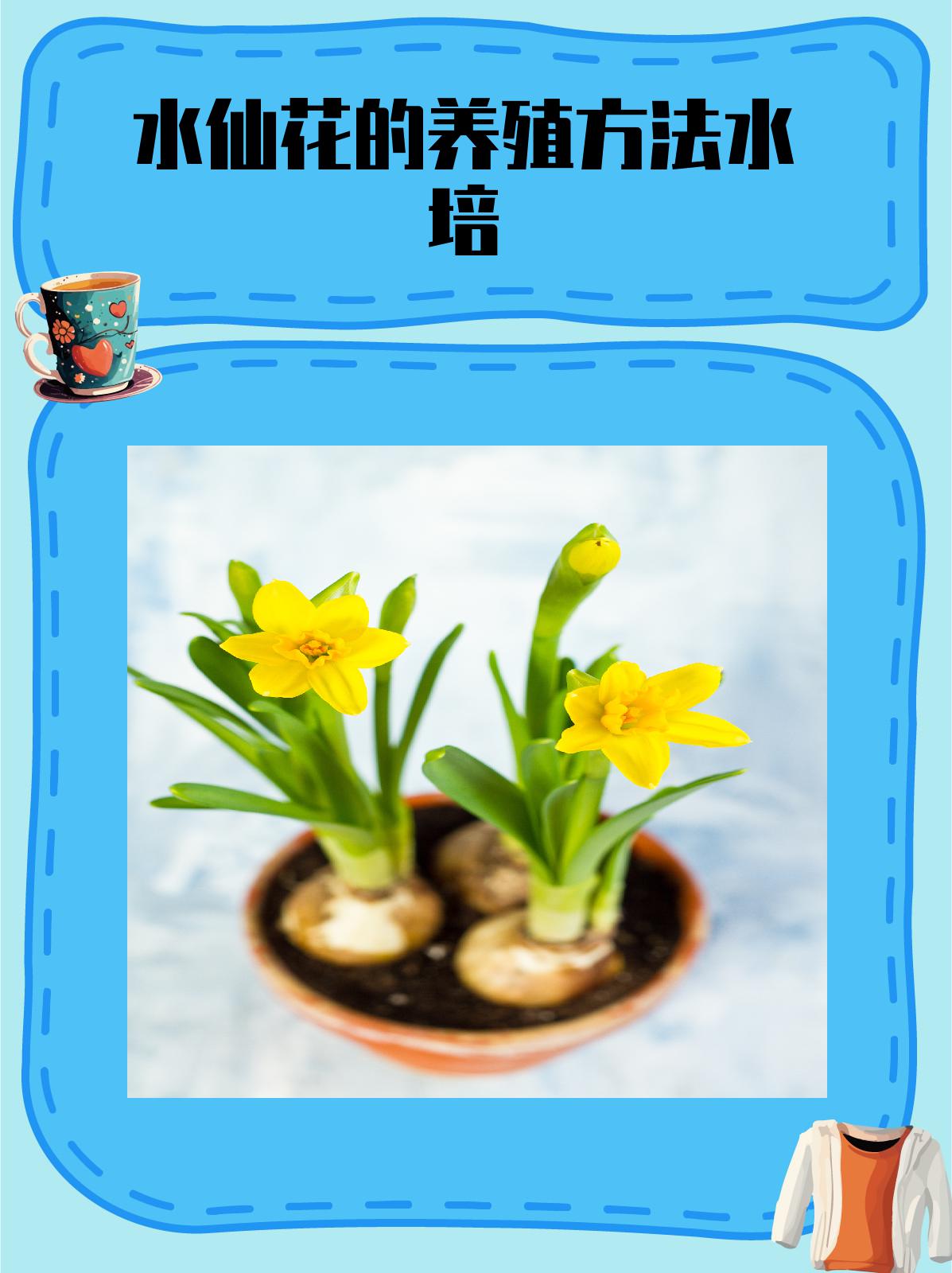 水培水仙花能活几年寿命