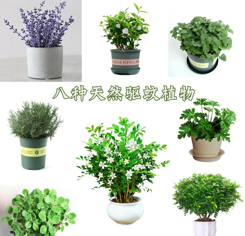 什么植物驱蚊虫又适合种植在家