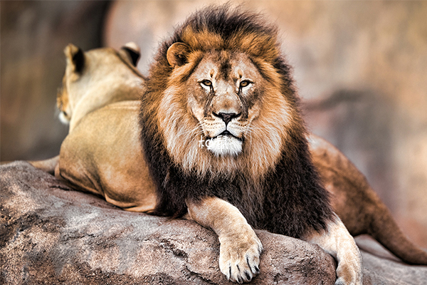 孕妇梦见狮子是怎么回事