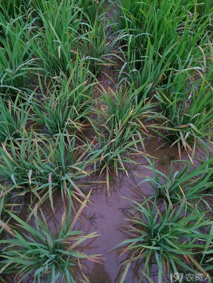 稻水象甲用什么药防治特效