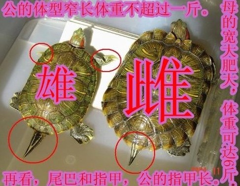 小乌龟分公母最简单方法