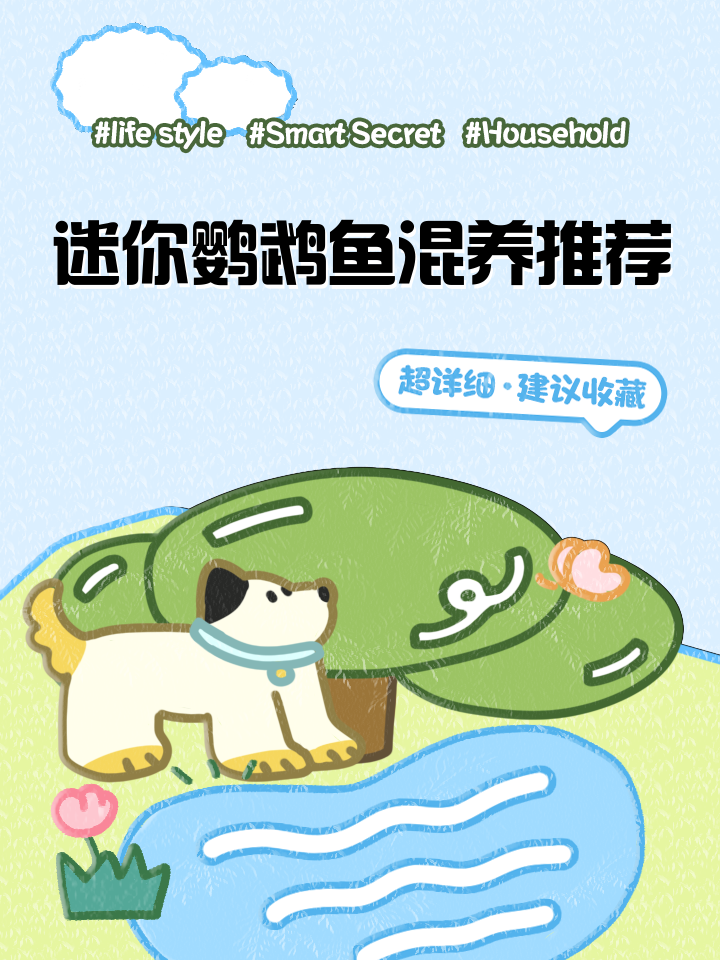 迷你鹦鹉鱼养殖注意事项