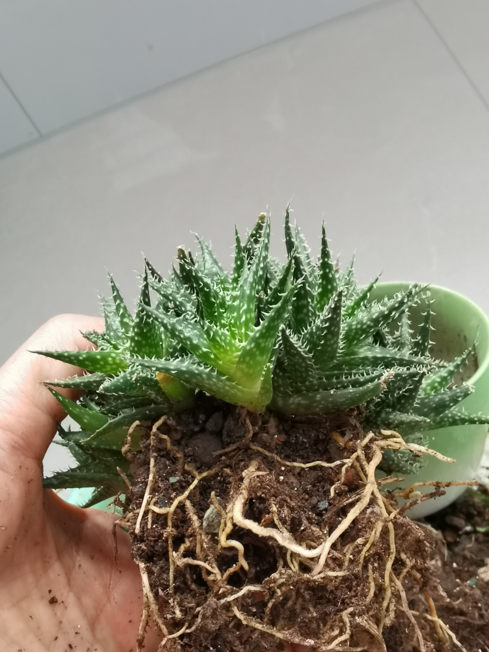 珍珠芦荟养殖方法是怎样的呢