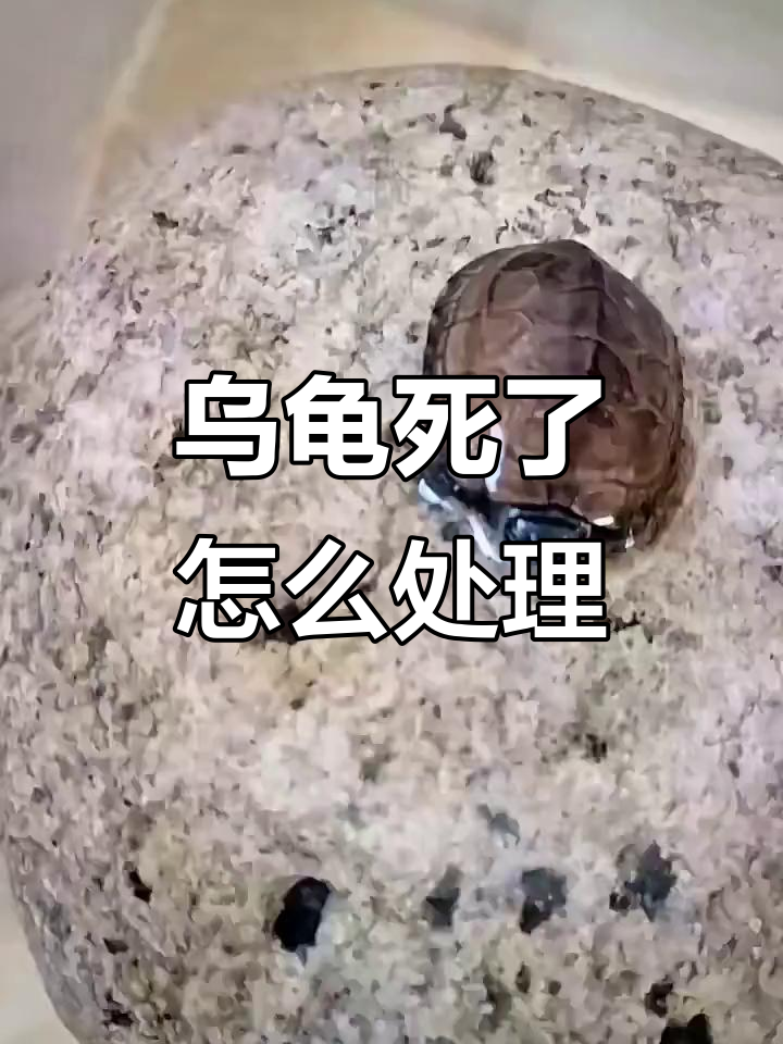 乌龟如何繁殖