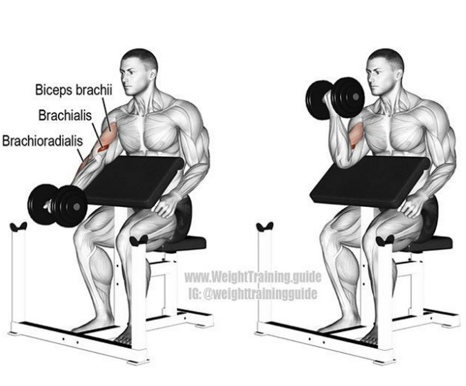 练肱二头肌最有效动作