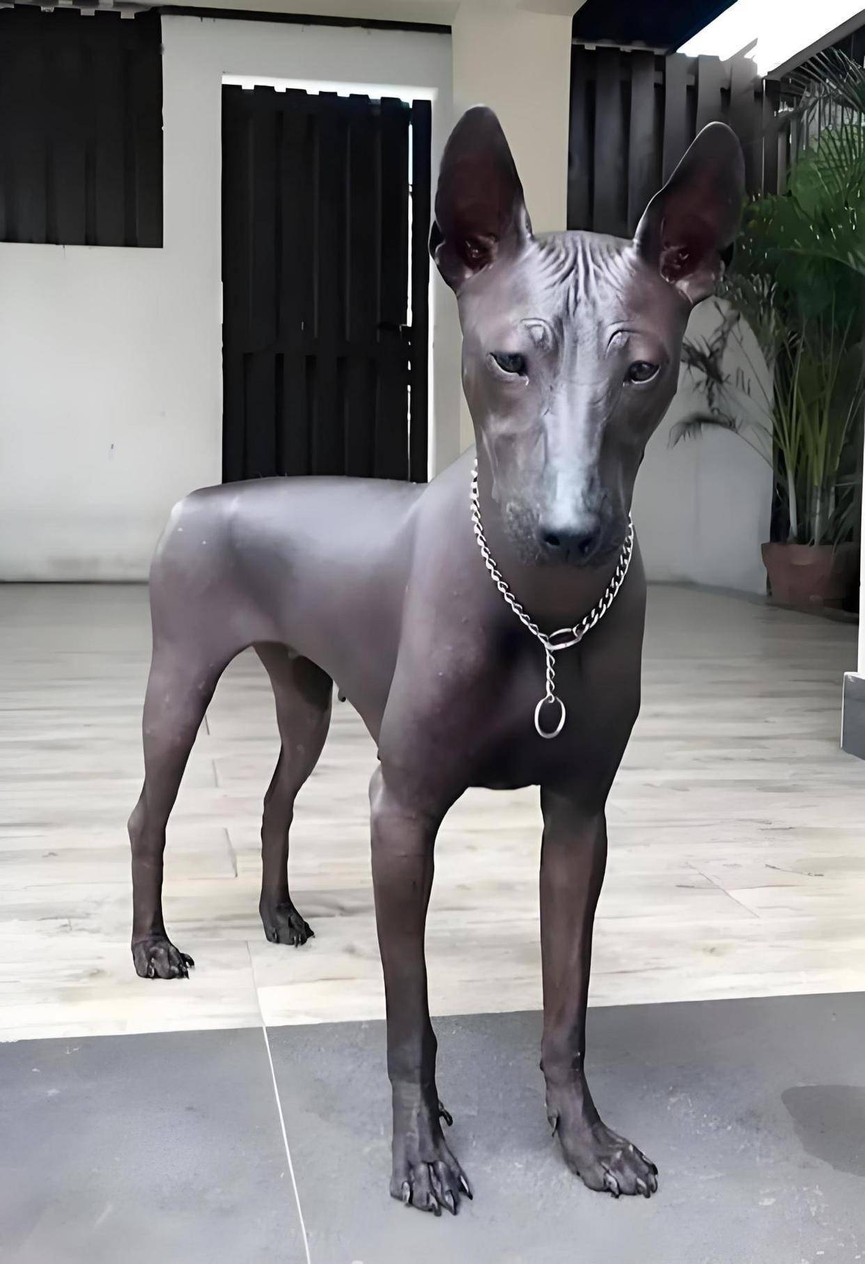 世界十大名狗名犬排行榜