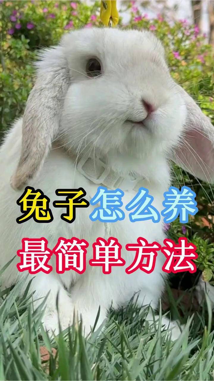 小兔子的动画片1一100集连续播放