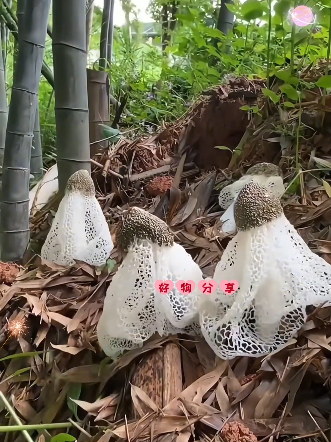 竹荪哪一部分不能吃图解