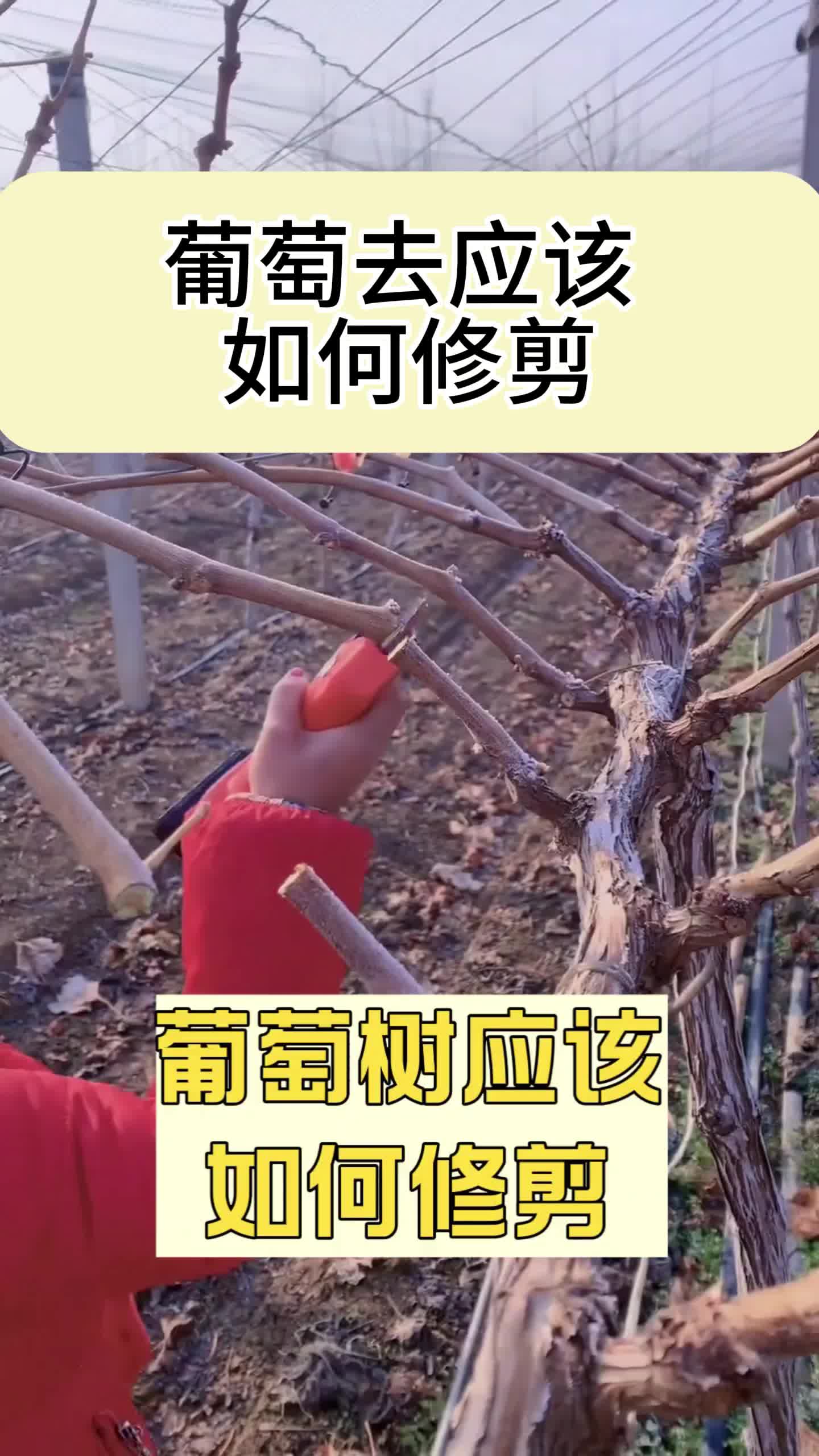 网上买的老桩葡萄树怎么种