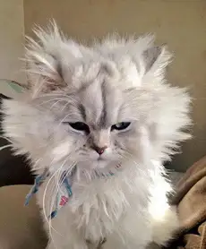 炸毛是什么意思啊