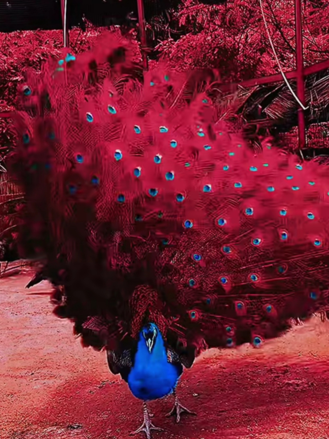 孔雀为什么会开屏读后感