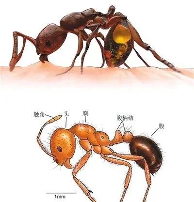蚂蚁是几维动物