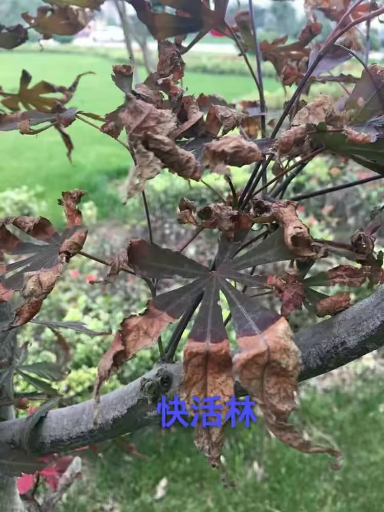 红枫叶枯了,怎么办?
