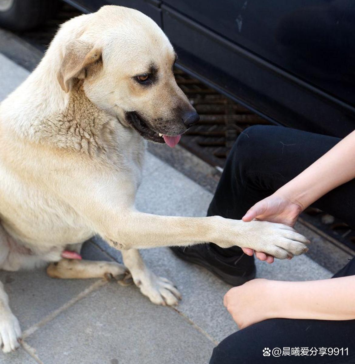 30个训犬口令及手势