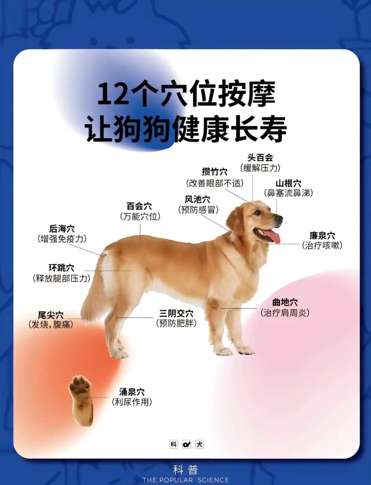 30个训犬口令及手势
