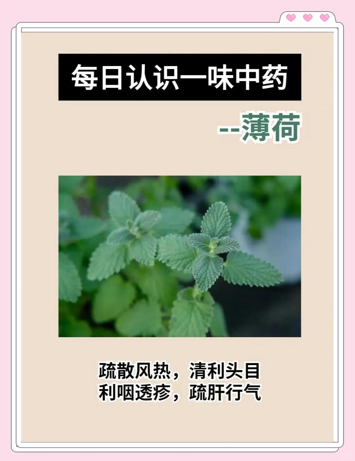 新鲜薄荷叶的吃法与用量