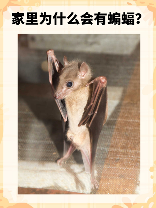 蝙蝠吃什么食物视频