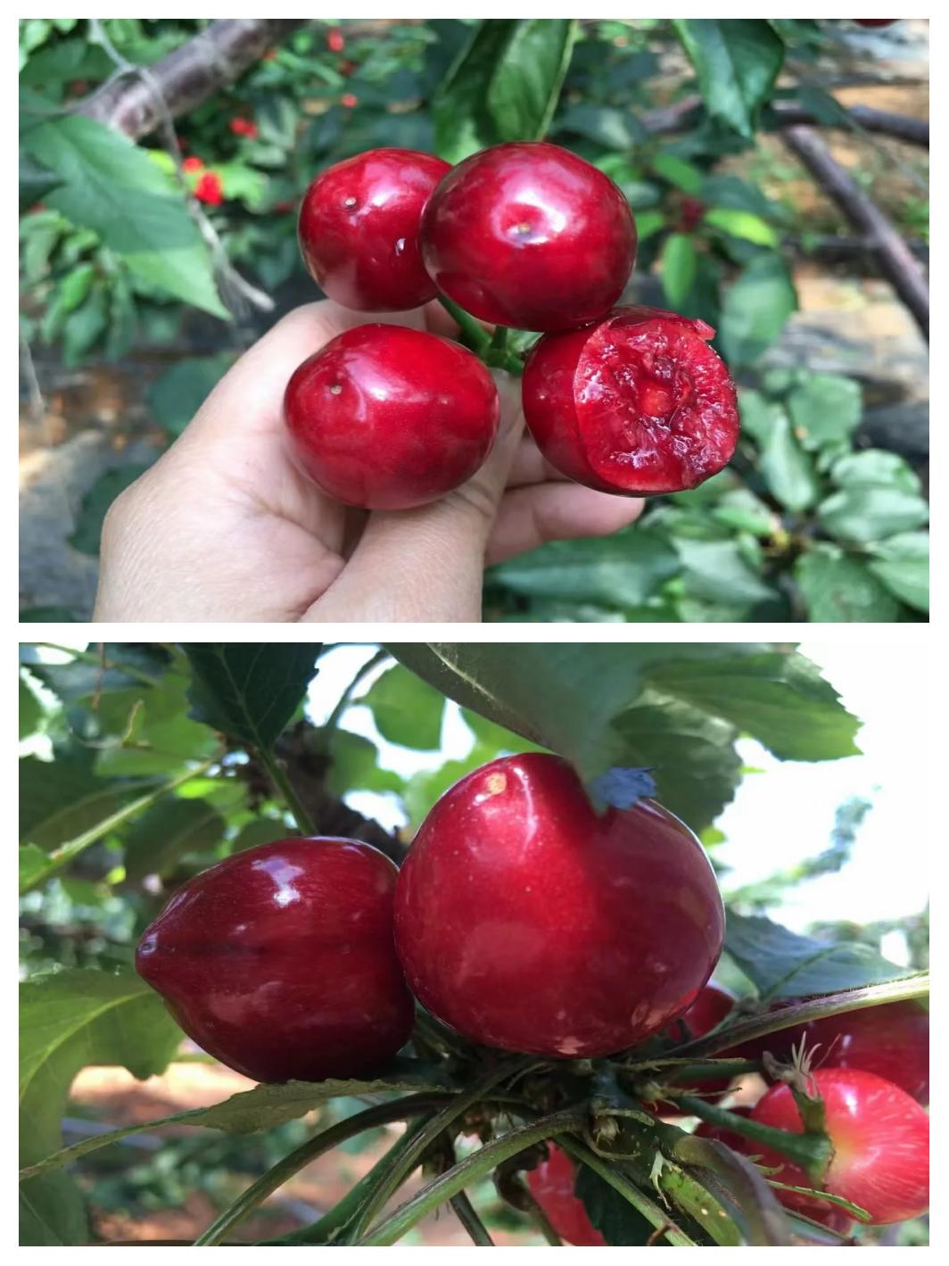 车厘子和樱桃区别图片