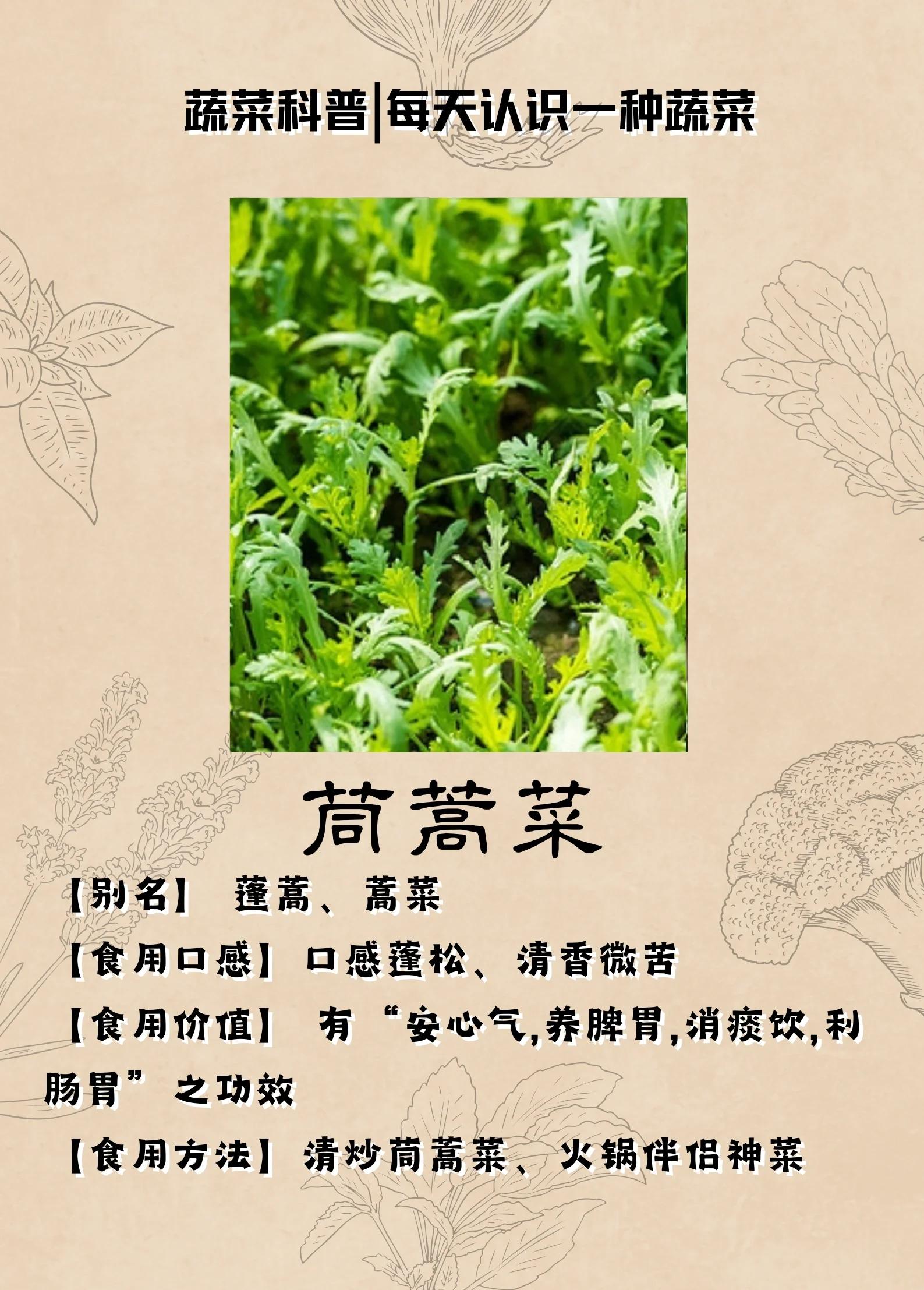 女人吃茼蒿菜的作用与功效