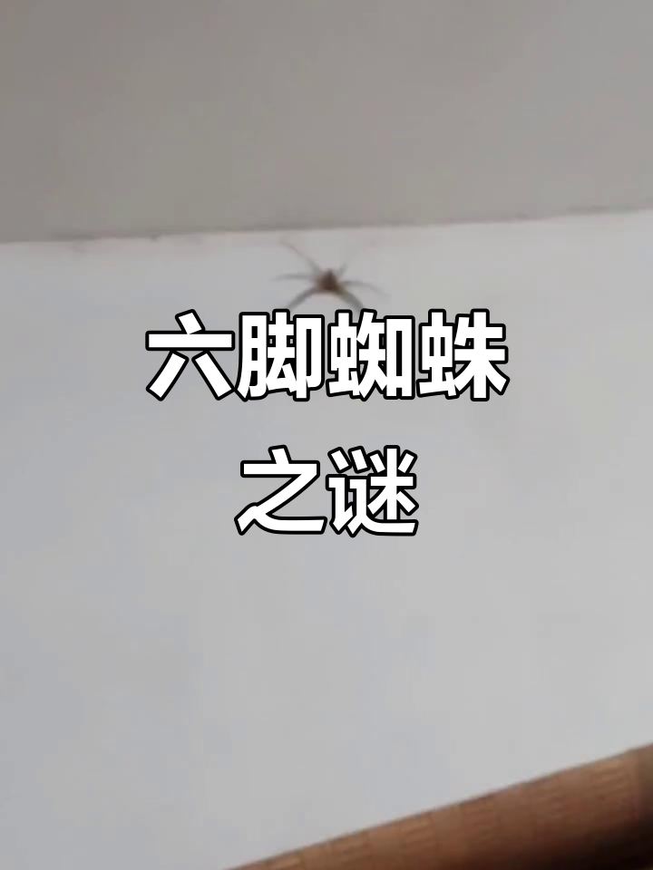 晚上看见蜘蛛的预兆什么呢