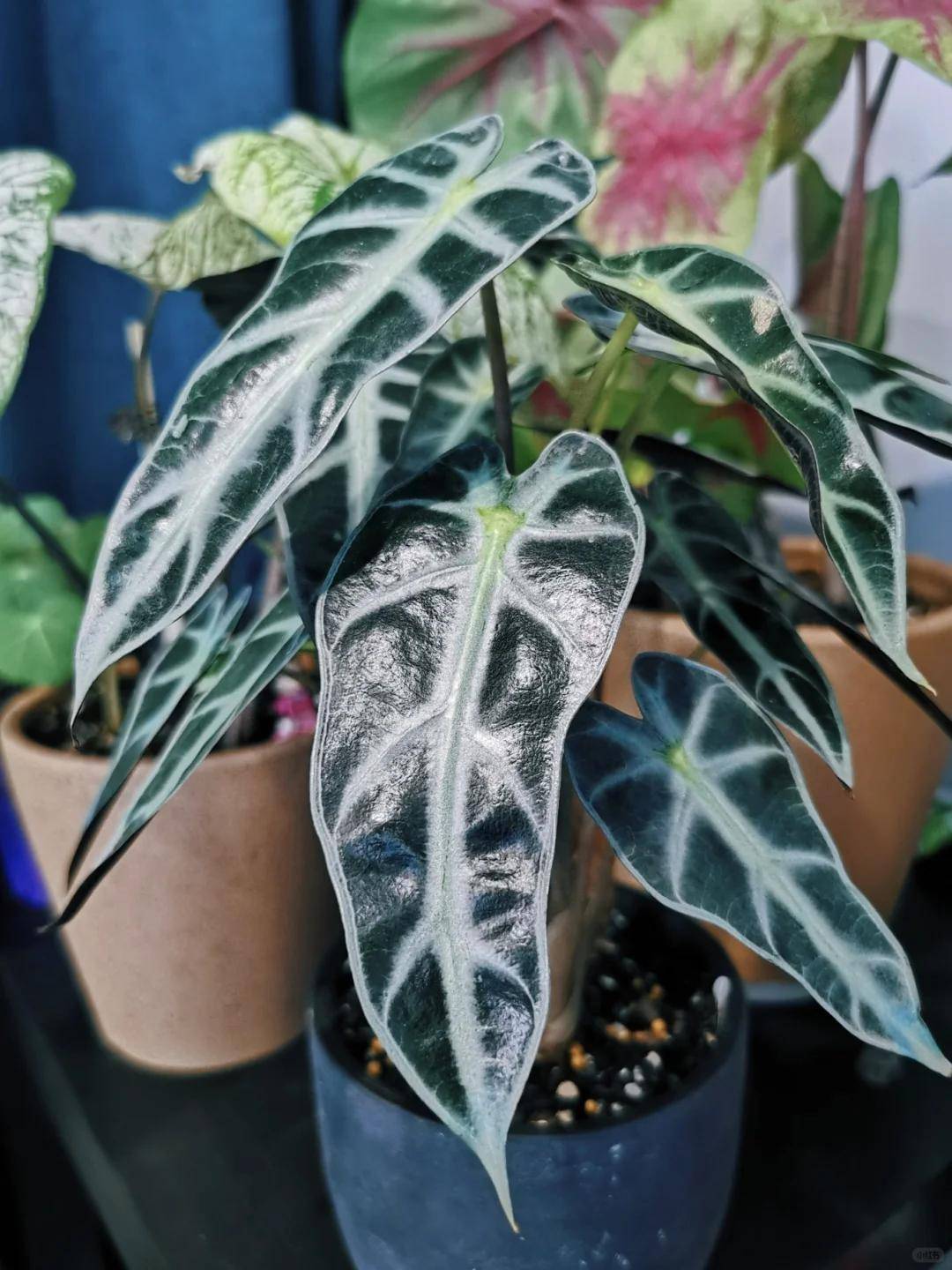 适合室内养的耐阴植物有哪些