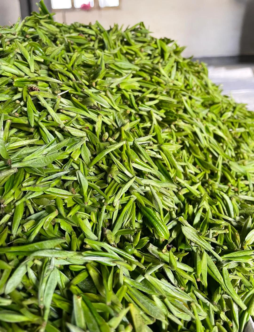 黄山毛峰2019的价格