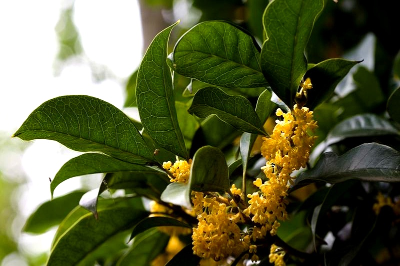 金桂和丹桂哪个药用功效好