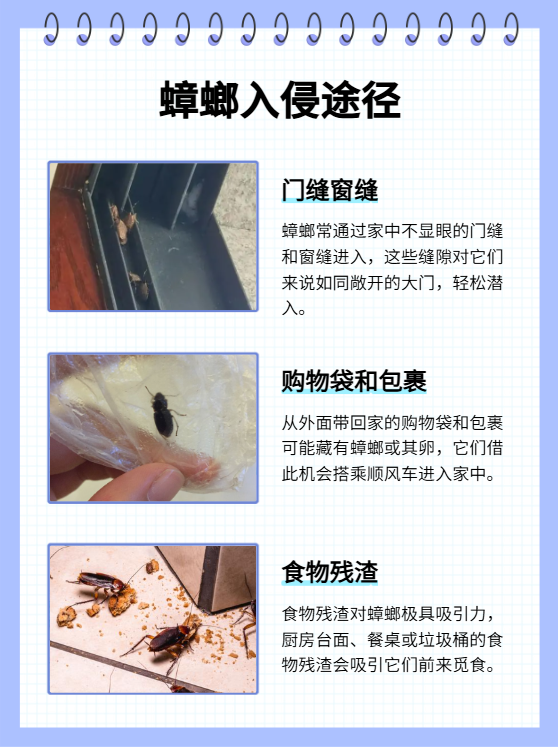 家里有很多蟑螂是什么情况