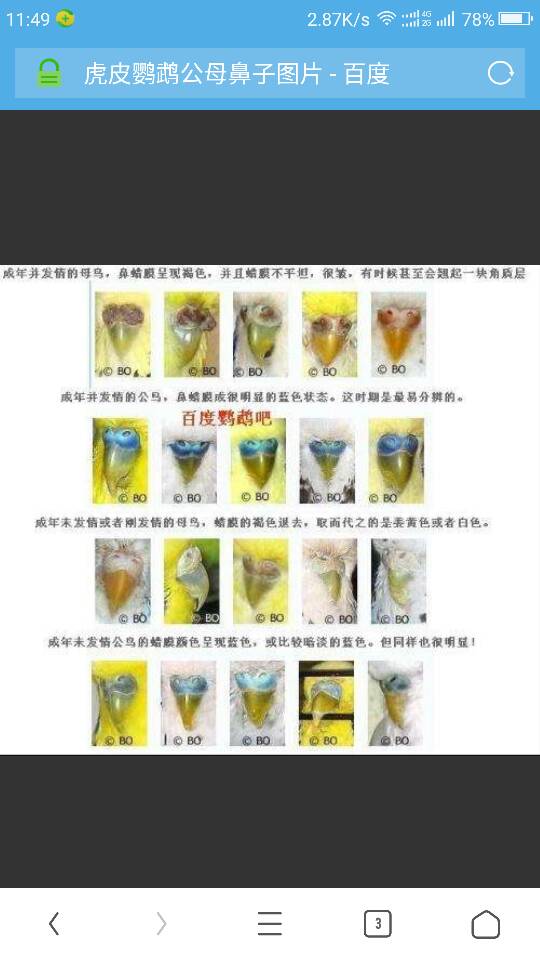 虎皮鹦鹉分辨公母的6种办法