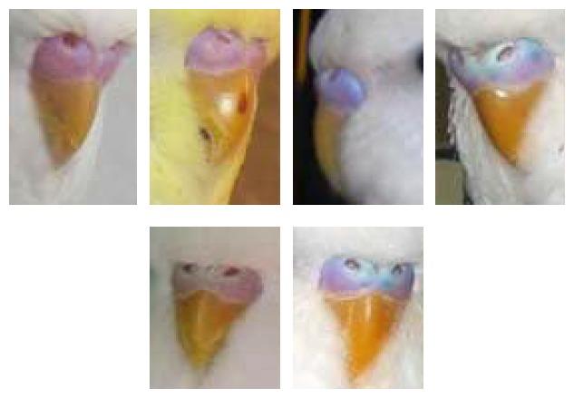 虎皮鹦鹉分辨公母的6种办法