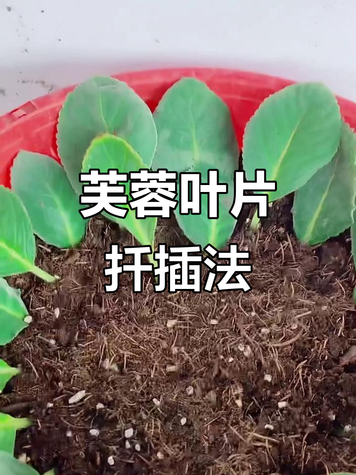 叶子花怎么养才能爆盆,光照和浇水要注意哪些细节?