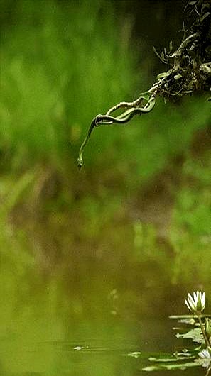 梦见蛇在水里游是什么意思 周公解梦