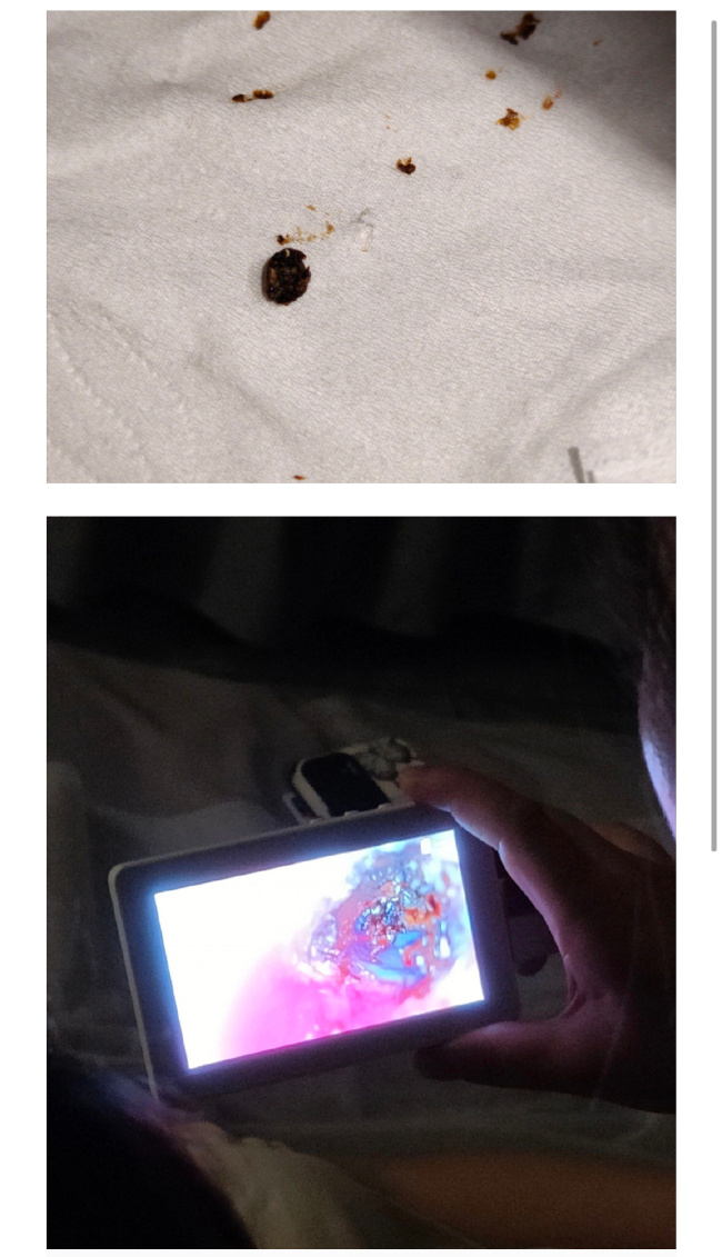 狗狗的耳朵上有黑痂