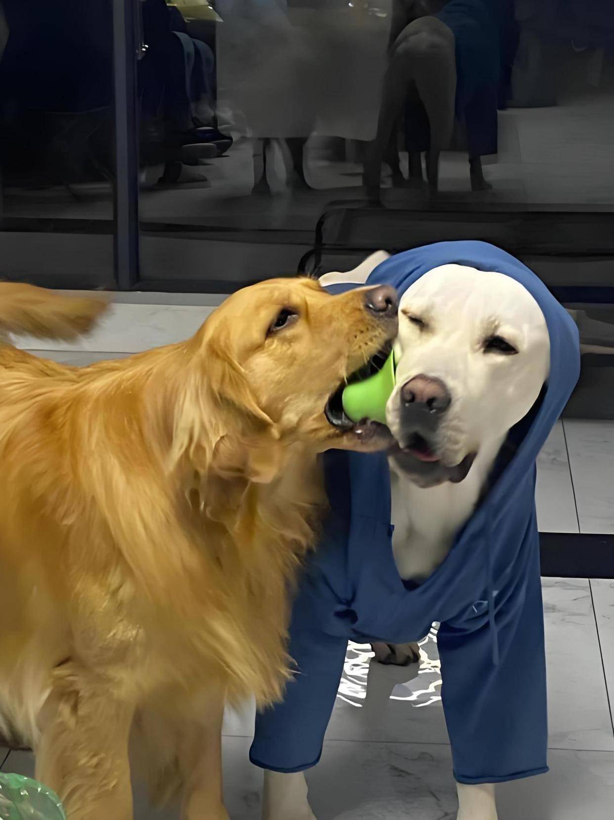 拉布拉多和金毛是一个品种吗狗狗